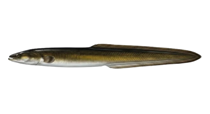 Aal Illustration