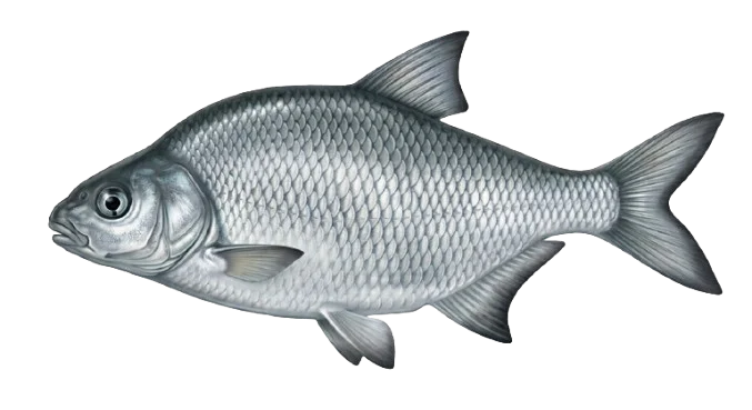 Güster Illustration