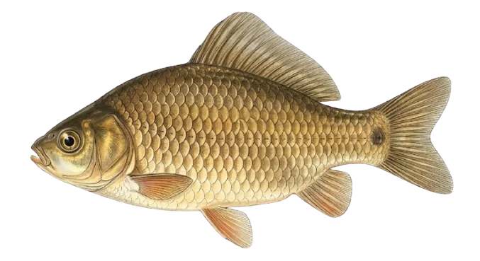 Karausche Illustration