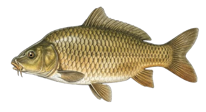 Karpfen Illustration