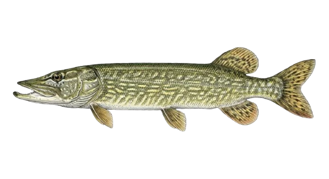 Hecht Illustration