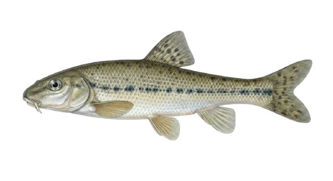 Gründling Illustration