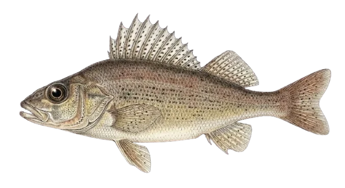 Kaulbarsch Illustration