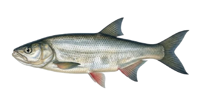 Rapfen Illustration