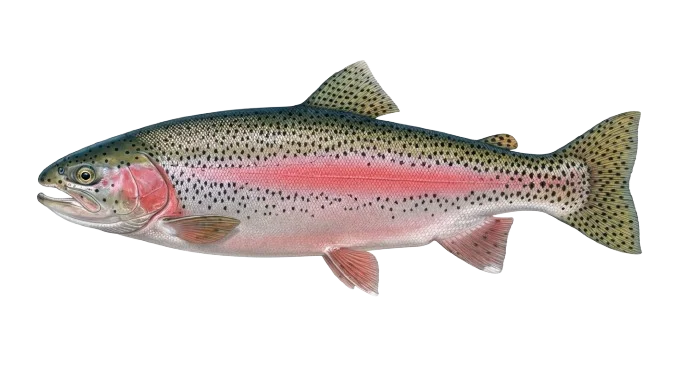 Regenbogenforelle Illustration
