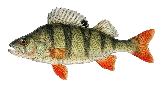 Flussbarsch Illustration