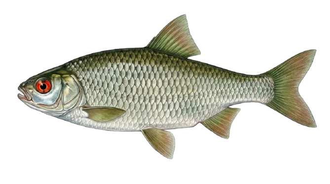 Rotauge Illustration