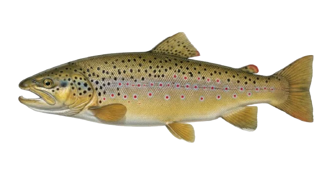 Bachforelle Illustration