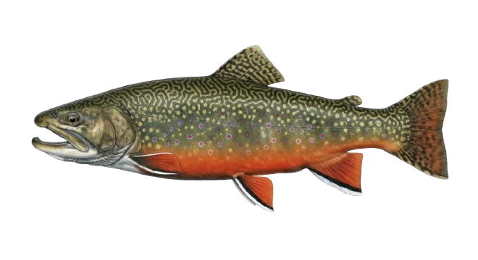 Bachsaibling Illustration