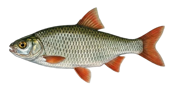 Rotfeder Illustration