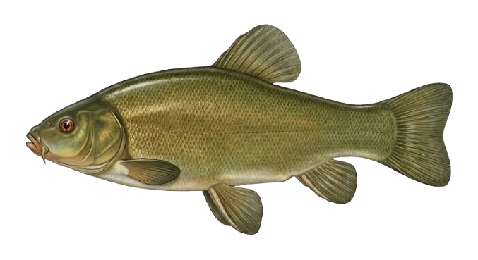 Schleie Illustration